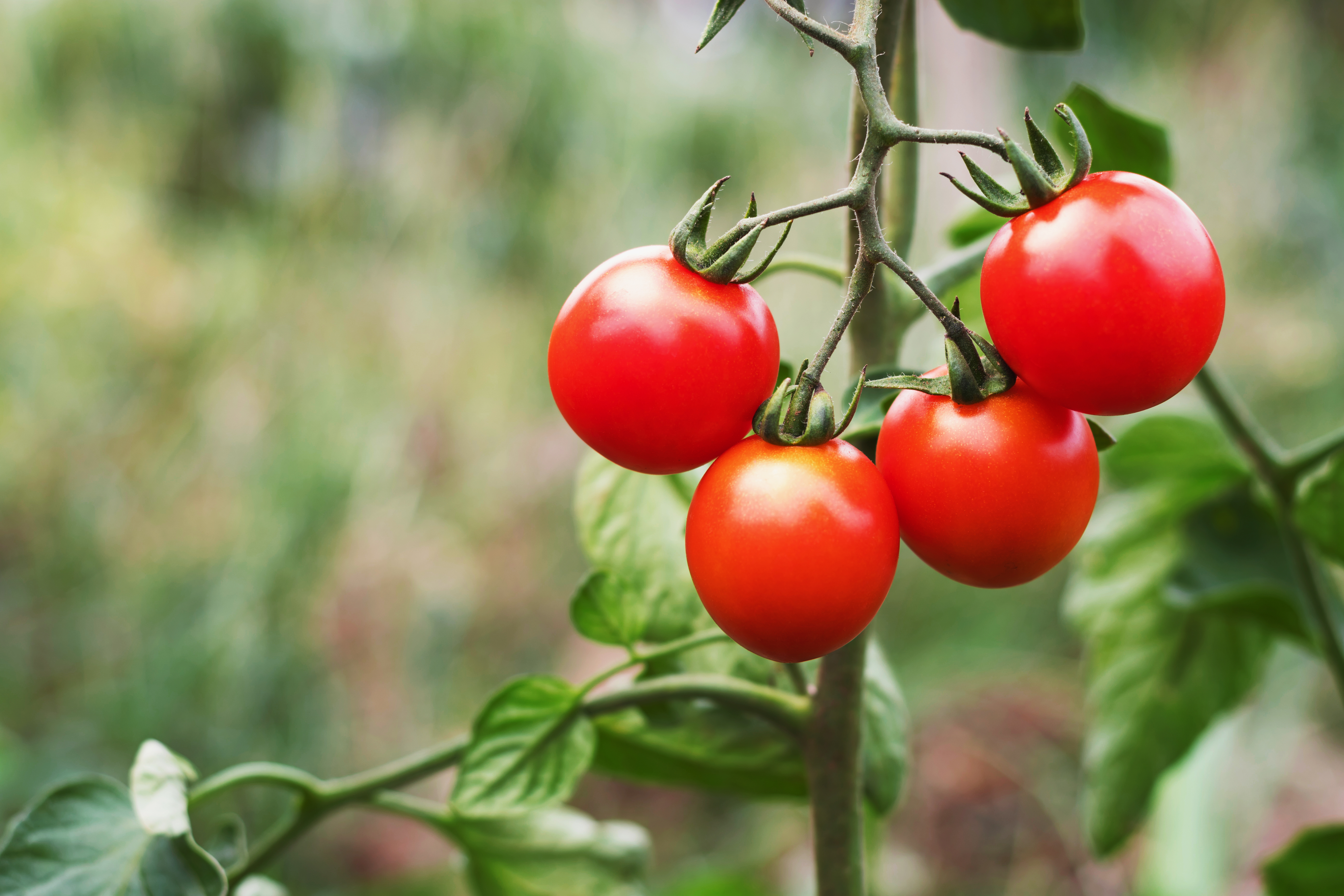 Cara Memangkas Tanaman Tomat yang Baik dan Benar | SIPINDO